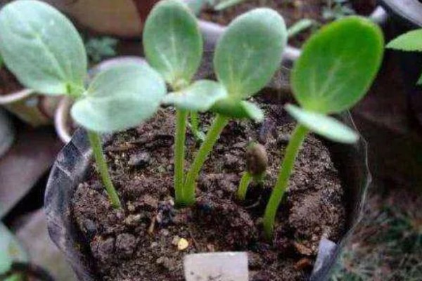 种植无籽西瓜的方法,苗期亩施尿素5公斤