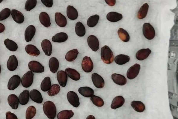 种植无籽西瓜的方法,苗期亩施尿素5公斤