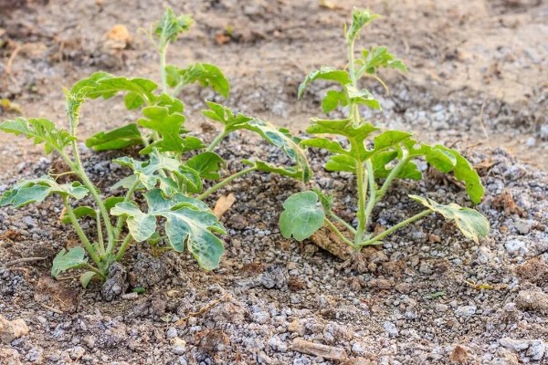 种植无籽西瓜的方法,苗期亩施尿素5公斤