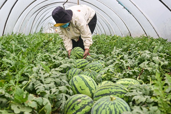 种植无籽西瓜的方法,苗期亩施尿素5公斤