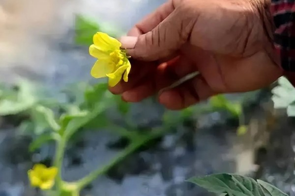 种植无籽西瓜的方法,苗期亩施尿素5公斤