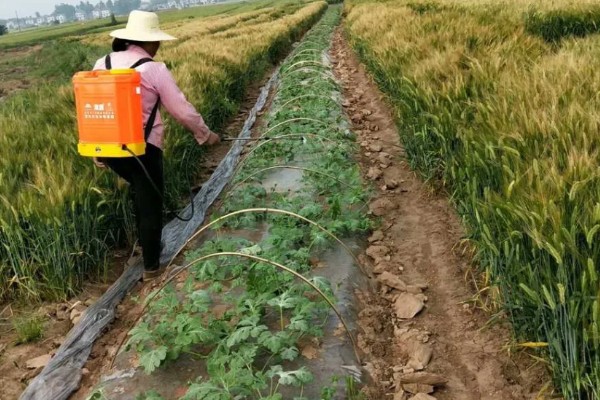 种植无籽西瓜的方法,苗期亩施尿素5公斤