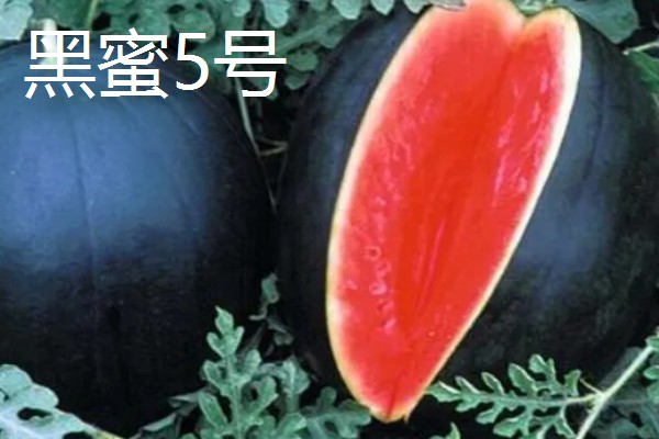 种植无籽西瓜的方法,苗期亩施尿素5公斤