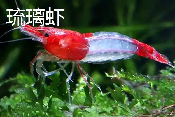 琉璃虾与樱花虾的区别，颜色和品种均不同
