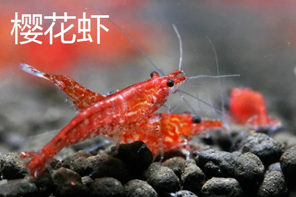琉璃虾与樱花虾的区别，颜色和品种均不同