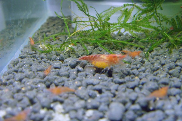 琉璃虾与樱花虾的区别，颜色和品种均不同