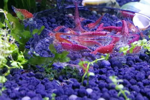 琉璃虾与樱花虾的区别，颜色和品种均不同