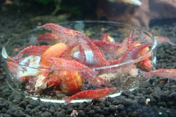 琉璃虾与樱花虾的区别，颜色和品种均不同