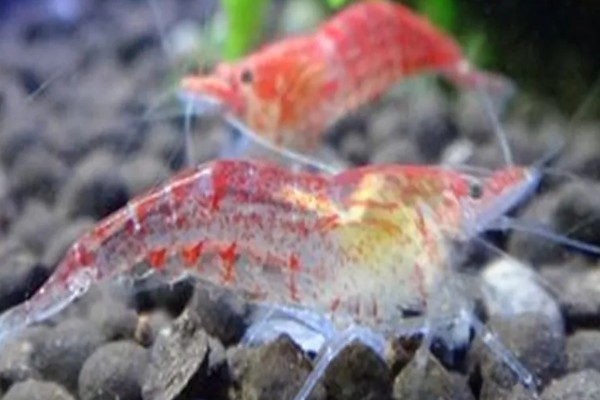琉璃虾与樱花虾的区别，颜色和品种均不同