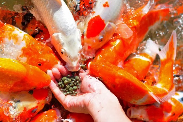 锦鲤如何喂食,投喂原则为少量多次