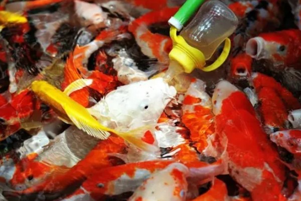 锦鲤如何喂食,投喂原则为少量多次