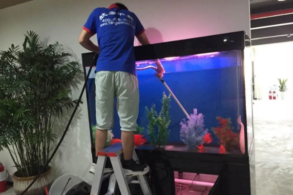 锦鲤如何喂食,投喂原则为少量多次