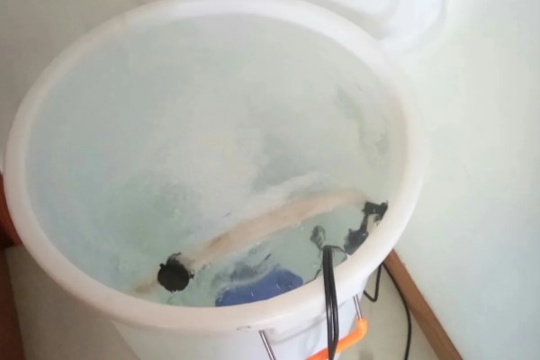 锦鲤如何喂食,投喂原则为少量多次