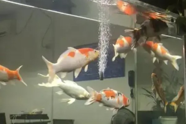 锦鲤如何喂食,投喂原则为少量多次