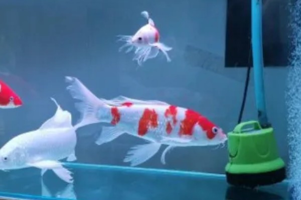 锦鲤如何喂食,投喂原则为少量多次