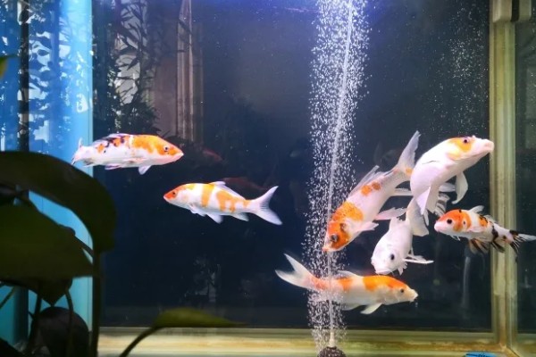 锦鲤如何喂食,投喂原则为少量多次