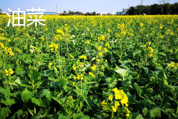 用途广泛的经济作物，有油菜、甘蔗等