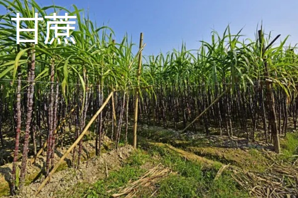 用途广泛的经济作物，有油菜、甘蔗等