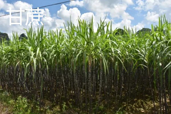 用途广泛的经济作物，有油菜、甘蔗等