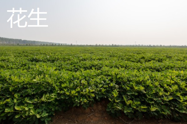 用途广泛的经济作物，有油菜、甘蔗等