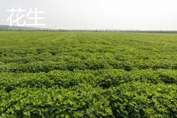 用途广泛的经济作物，有油菜、甘蔗等