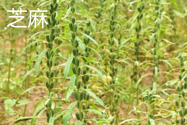 用途广泛的经济作物，有油菜、甘蔗等