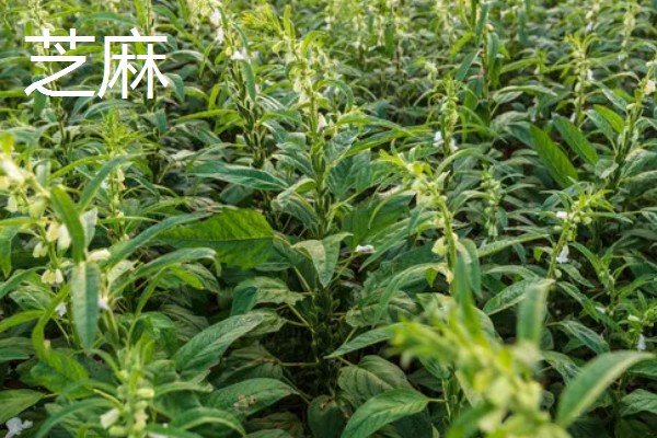 用途广泛的经济作物，有油菜、甘蔗等