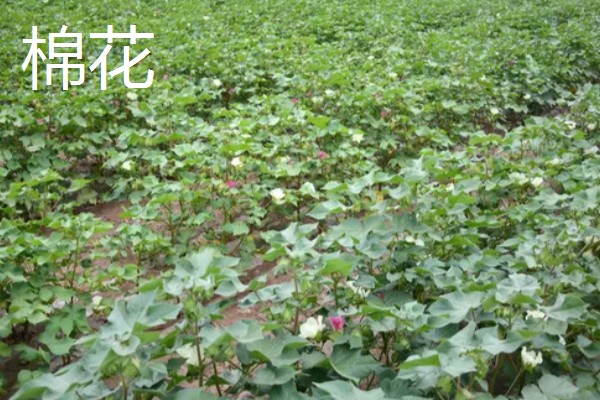 用途广泛的经济作物，有油菜、甘蔗等