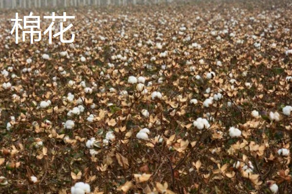 用途广泛的经济作物，有油菜、甘蔗等