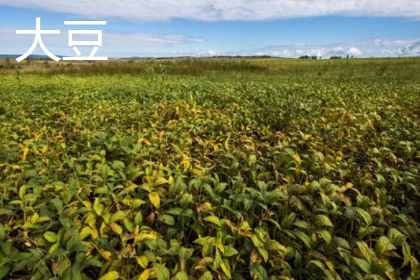 用途广泛的经济作物，有油菜、甘蔗等