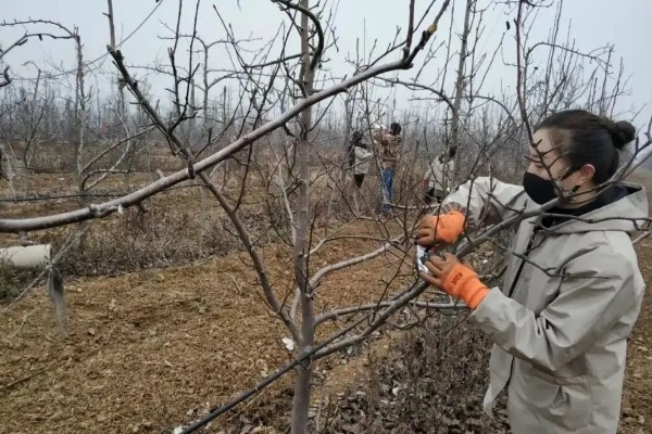 梨树如何剪枝，一般在3-4月份进行