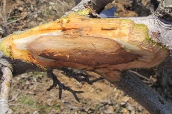 梨树如何剪枝，一般在3-4月份进行