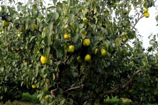 梨树如何剪枝，一般在3-4月份进行