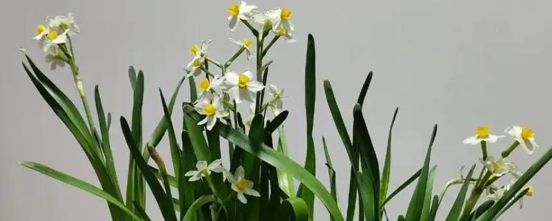 水仙烂根发臭如何修根，及时修剪掉腐烂的根