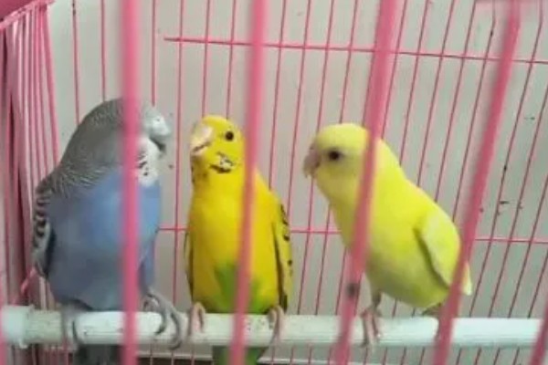 虎皮鹦鹉怕不怕香烟，非常怕香烟