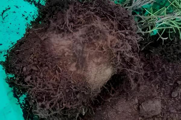 迷迭香枯萎如何补救，需更换土壤并补充水分