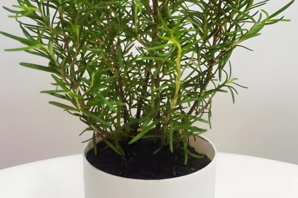 迷迭香枯萎如何补救，需更换土壤并补充水分