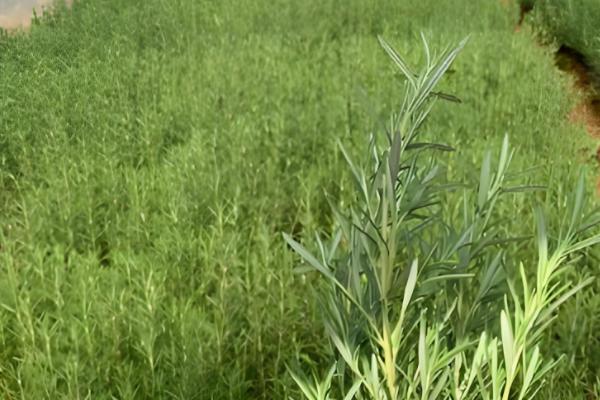 迷迭香枯萎如何补救，需更换土壤并补充水分