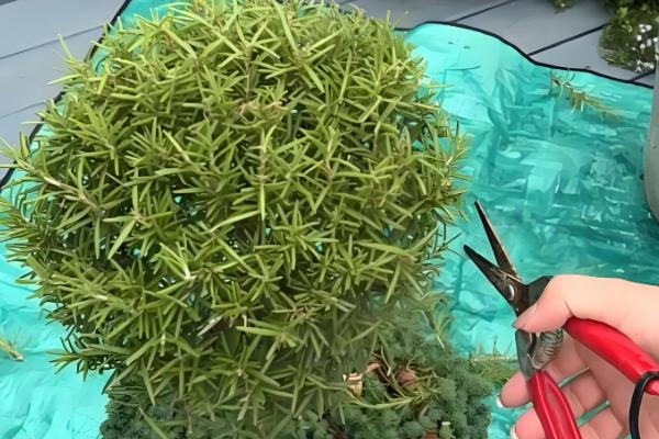 迷迭香枯萎如何补救，需更换土壤并补充水分