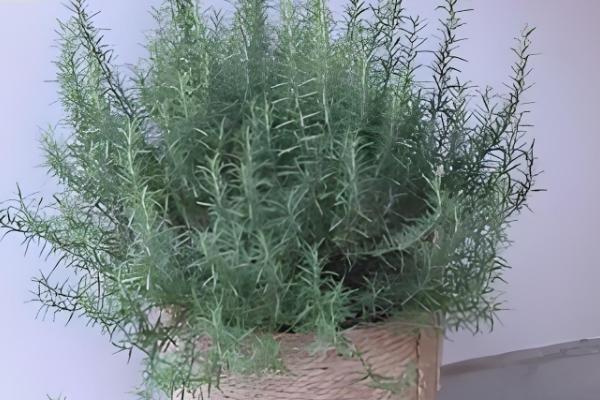 迷迭香枯萎如何补救，需更换土壤并补充水分