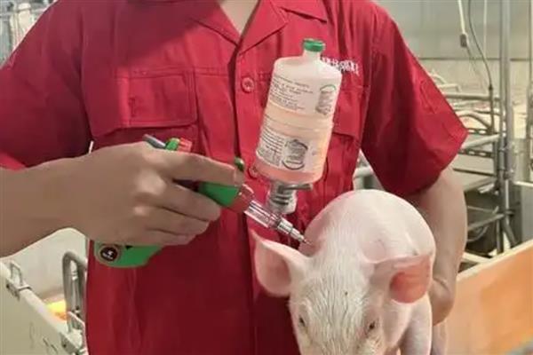 给猪打针的位置,肌注一般在臀部或颈部