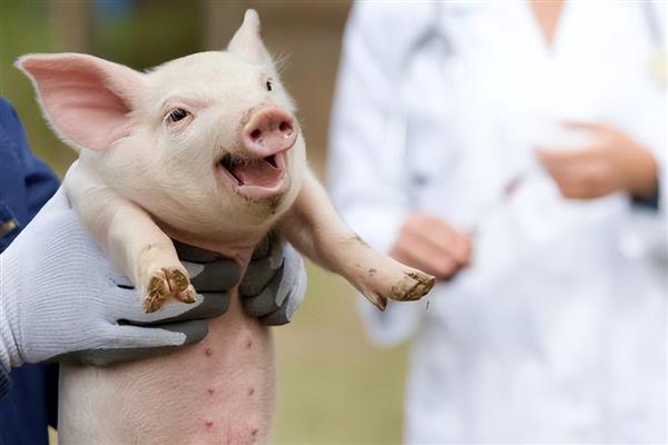 给猪打针的位置,肌注一般在臀部或颈部