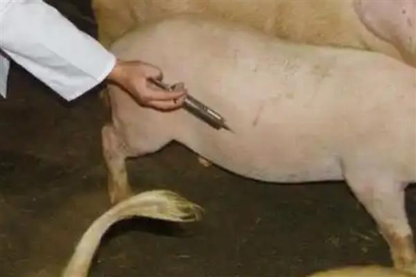 给猪打针的位置,肌注一般在臀部或颈部