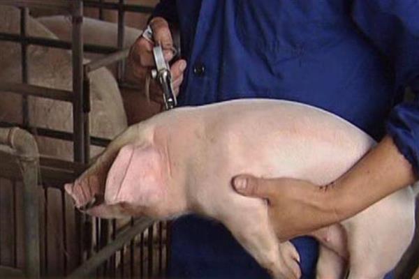 给猪打针的位置,肌注一般在臀部或颈部