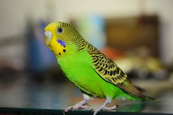 虎皮鹦鹉怕不怕香烟，非常怕香烟