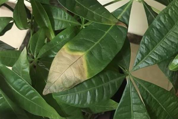发财树为什么叶尖焦了，可能是光照过强所致