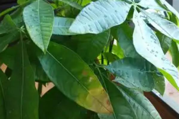 发财树为什么叶尖焦了，可能是光照过强所致