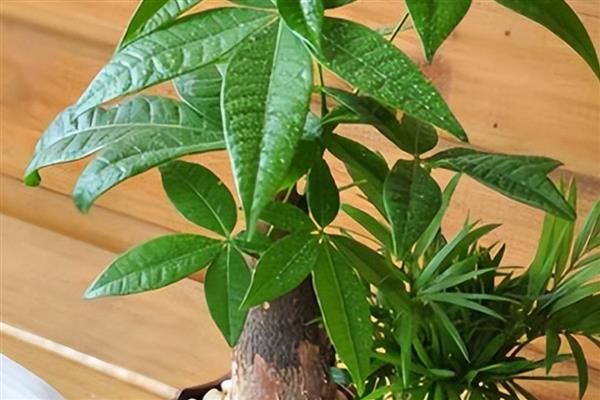 发财树为什么叶尖焦了，可能是光照过强所致