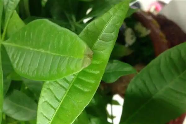 发财树为什么叶尖焦了，可能是光照过强所致