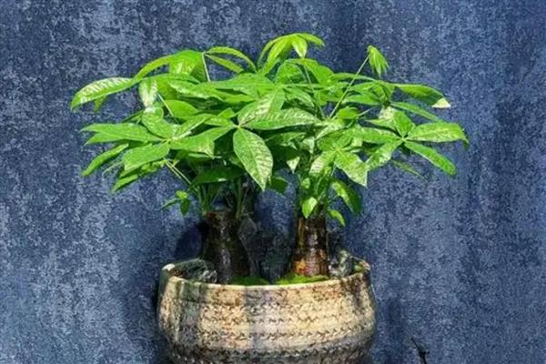 发财树为什么叶尖焦了，可能是光照过强所致